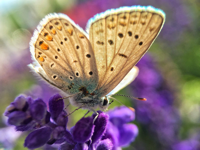 nature-flower-butterfly-flora-summer picture material