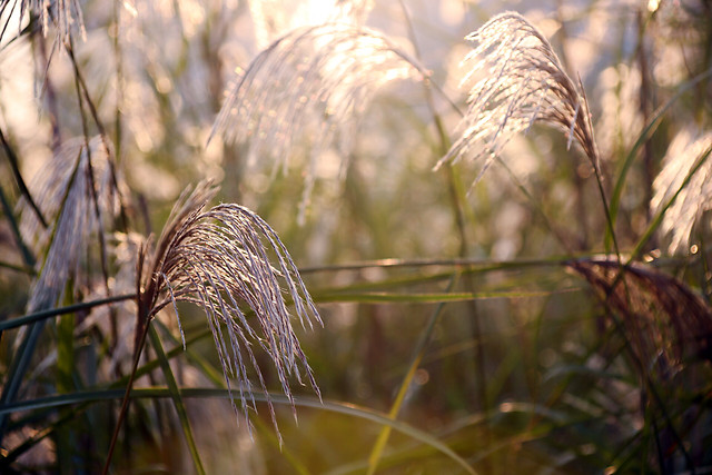 nature-grass-field-no-person-outdoors 图片素材