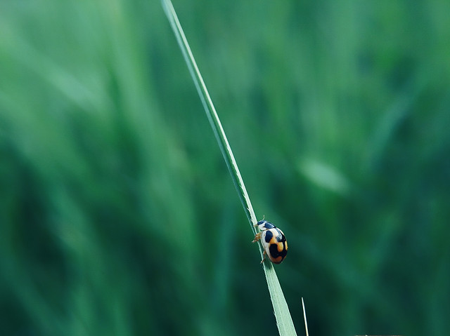 insect-ladybug-grass-nature-leaf picture material