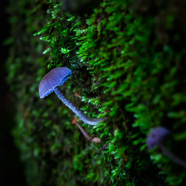 nature-wood-outdoors-moss-flora picture material