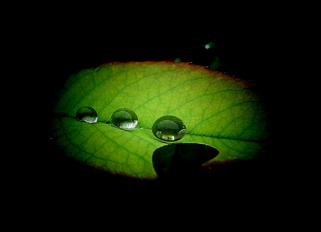 leaf-rain-nature-drop-green picture material