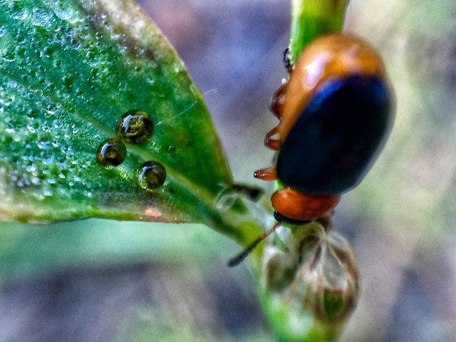 nature-insect-rain-leaf-beetle 图片素材