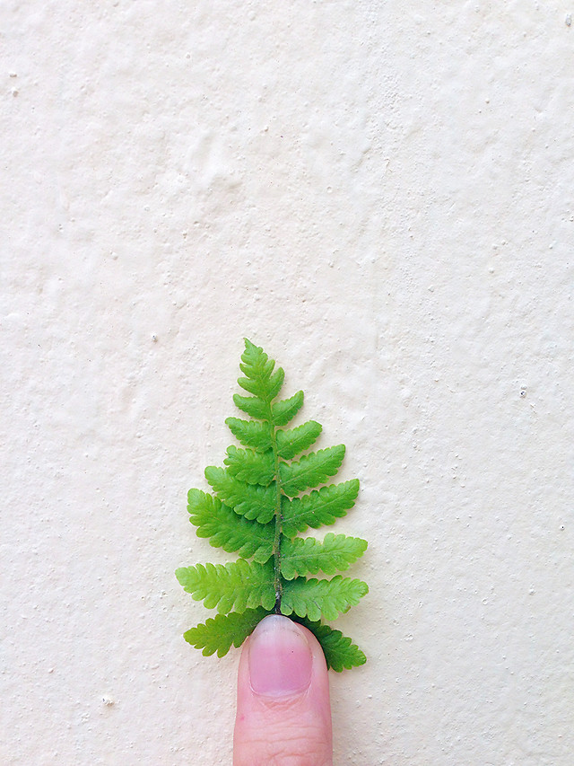 leaf-colorful-no-person-flora-nature picture material
