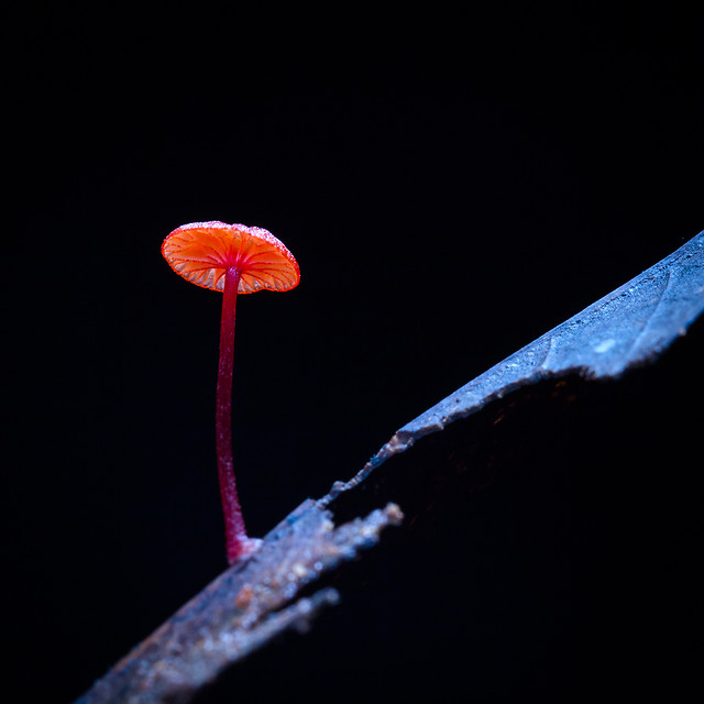 flower-nature-no-person-color-flora 图片素材