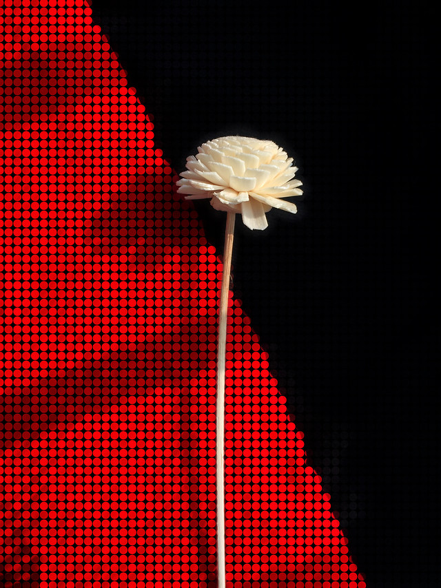 red-no-person-desktop-flower-color picture material