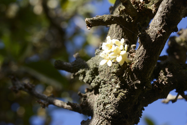 tree-nature-branch-no-person-wood picture material