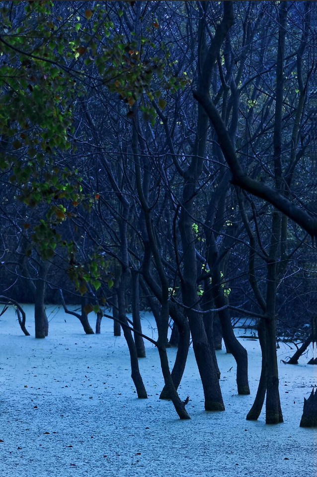 tree-wood-landscape-nature-branch 图片素材