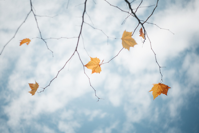 fall-nature-no-person-season-desktop picture material