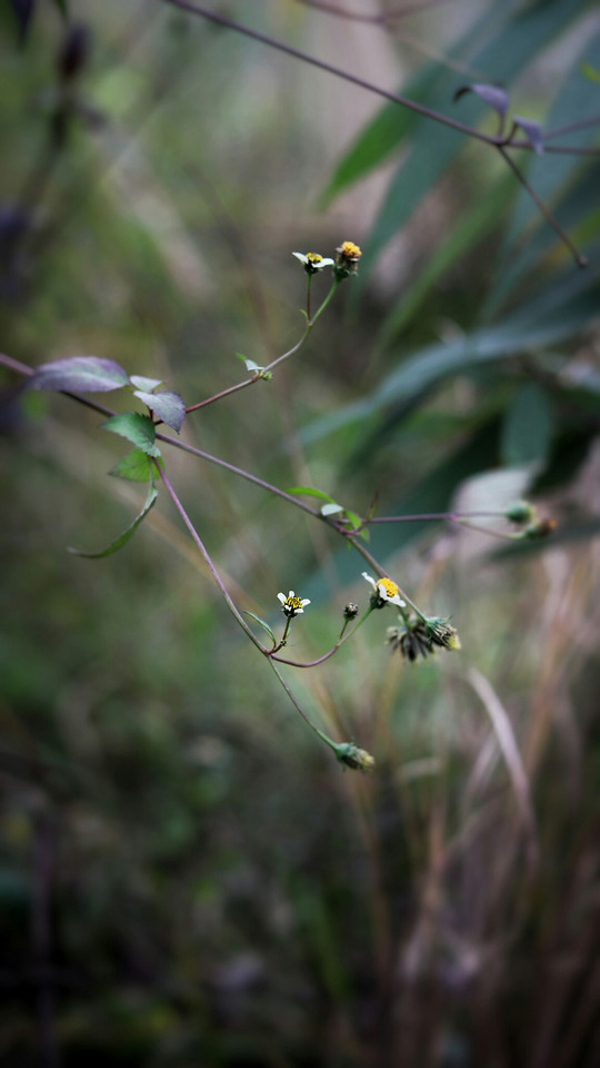 no-person-nature-insect-flower-bird 图片素材