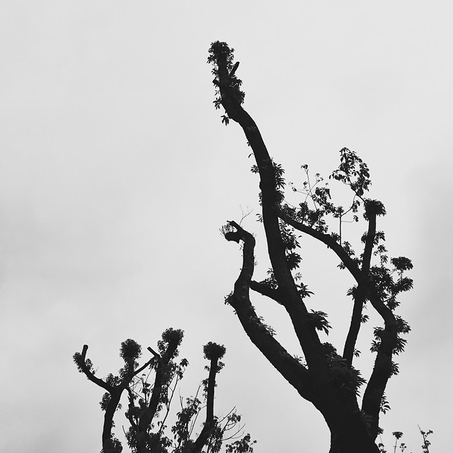 no-person-tree-outdoors-sky-nature 图片素材