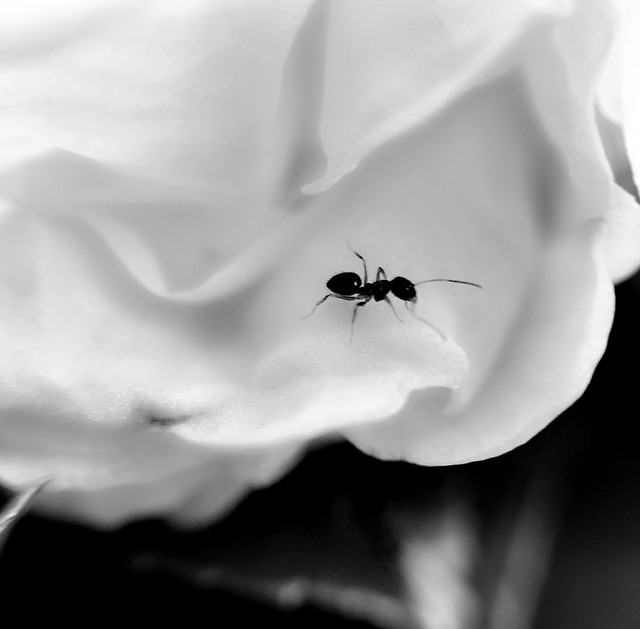 insect-spider-nature-flower-invertebrate picture material