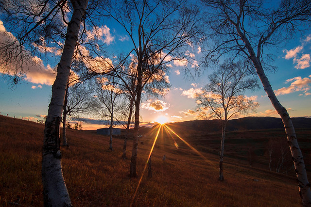 dawn-tree-sunset-landscape-no-person picture material