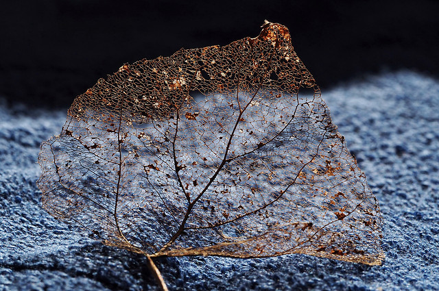 nature-winter-abstract-closeup-desktop picture material