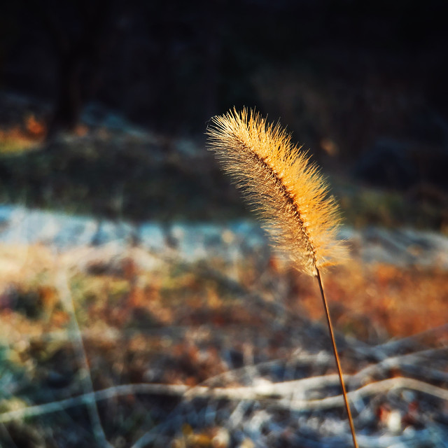 no-person-nature-outdoors-fall-environment picture material