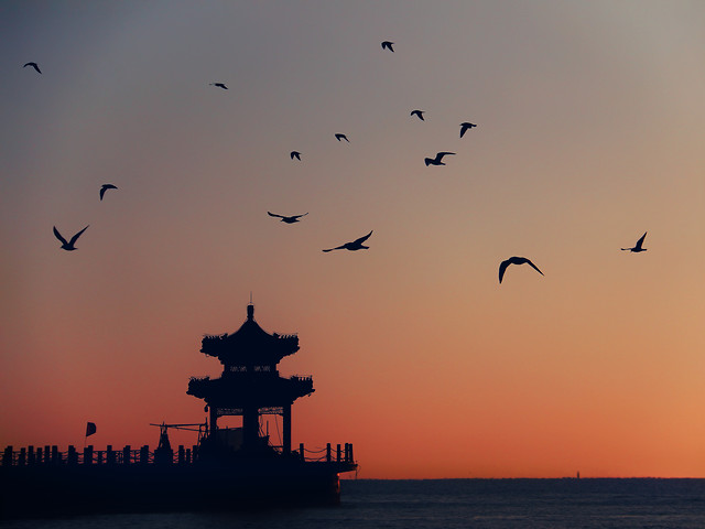 bird-sea-ocean-water-sunset picture material