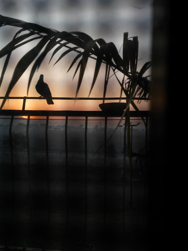 no-person-blur-light-silhouette-dark picture material