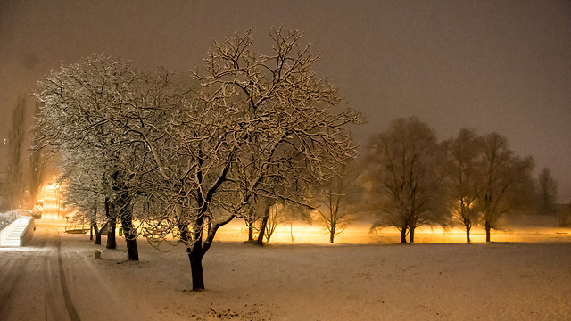 winter-dawn-tree-snow-fog picture material