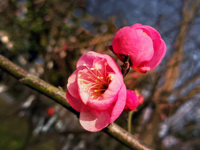 no-person-nature-tree-flower-outdoors 图片素材