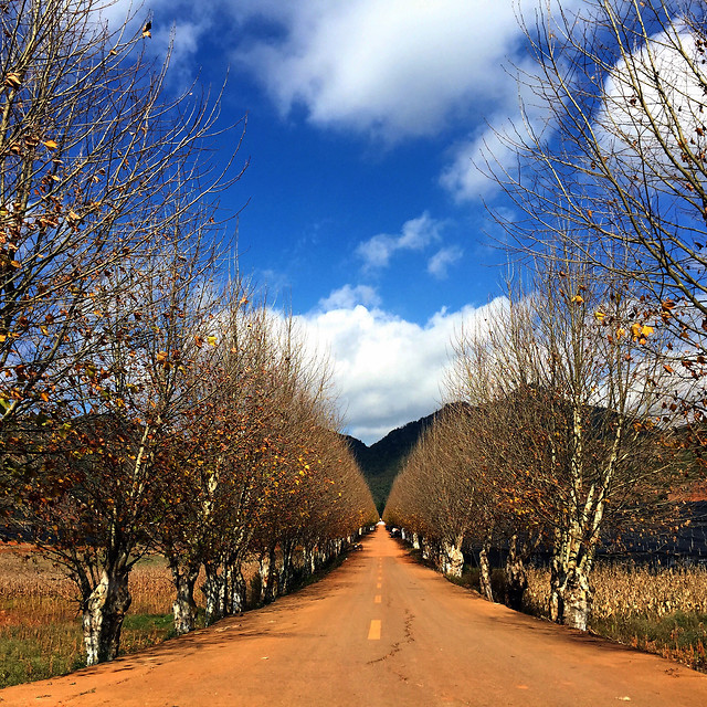 tree-winter-fall-snow-sky 图片素材