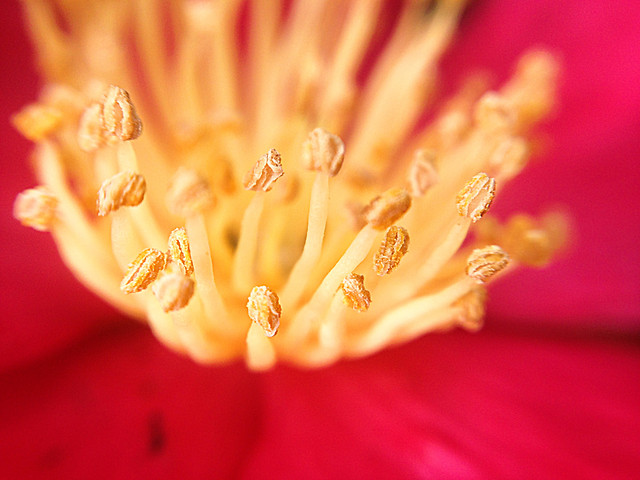 flower-no-person-blur-nature-still-life 图片素材