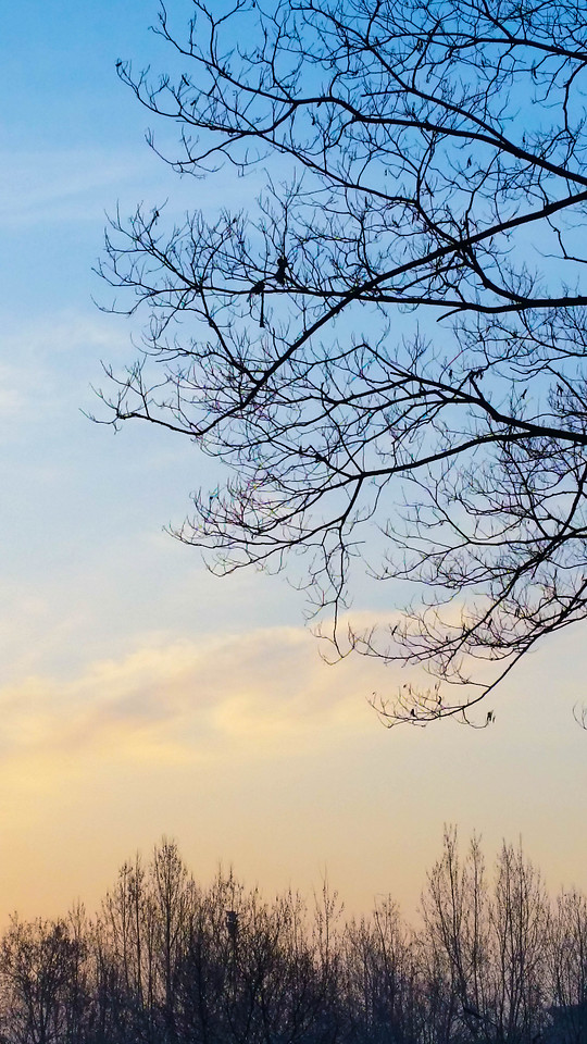 tree-landscape-sky-no-person-branch picture material