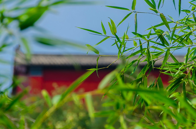 flora-leaf-nature-garden-growth 图片素材