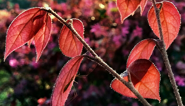 leaf-fall-nature-season-tree picture material