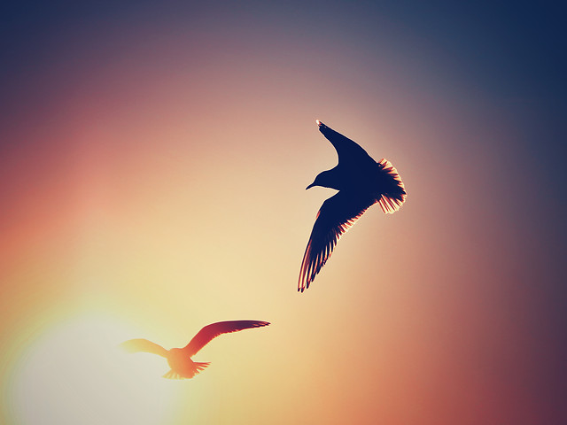 bird-no-person-flight-sky-sunset 图片素材