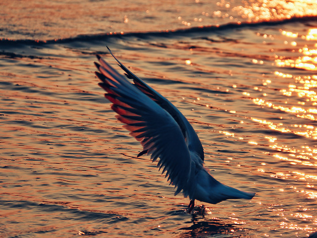 water-reflection-bird-beak-morning picture material