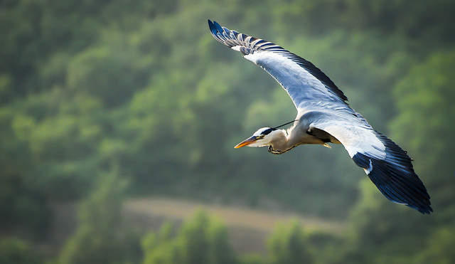 bird-wildlife-nature-no-person-animal 图片素材