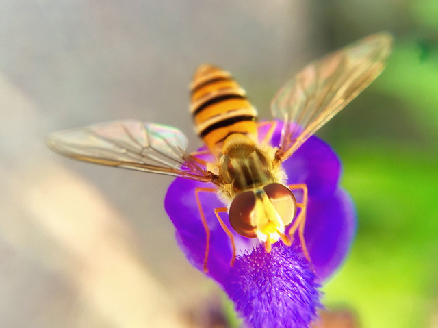 insect-nature-butterfly-fly-wing 图片素材