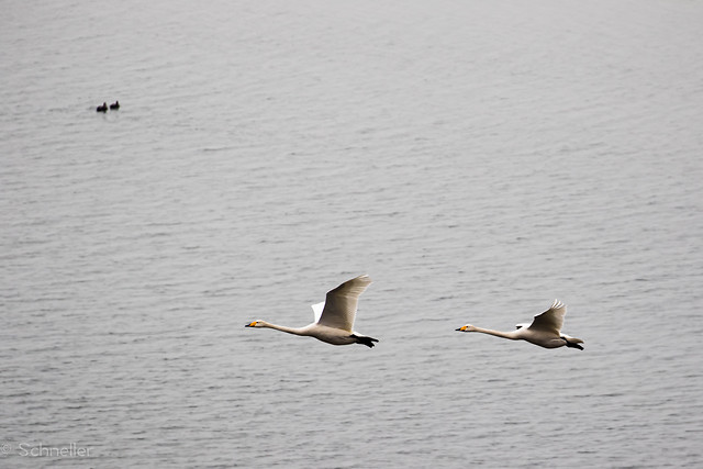 bird-no-person-water-wildlife-waterfowl 图片素材