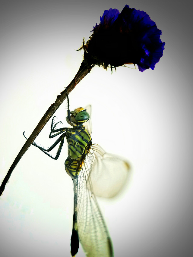 dragonfly-insect-nature-animal-wildlife picture material