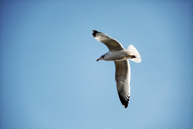 bird-seagulls-wildlife-flight-sky picture material