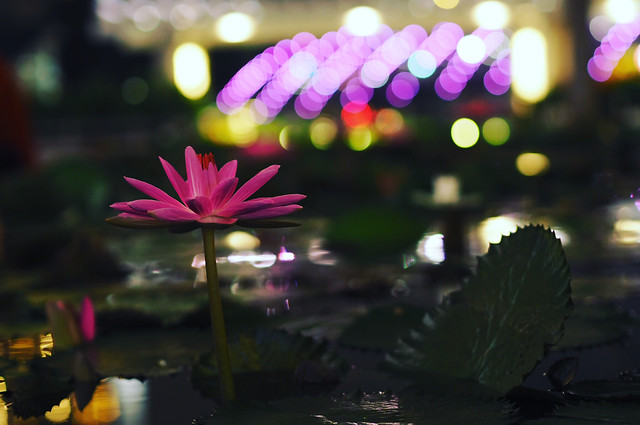 flower-flora-leaf-light-water 图片素材