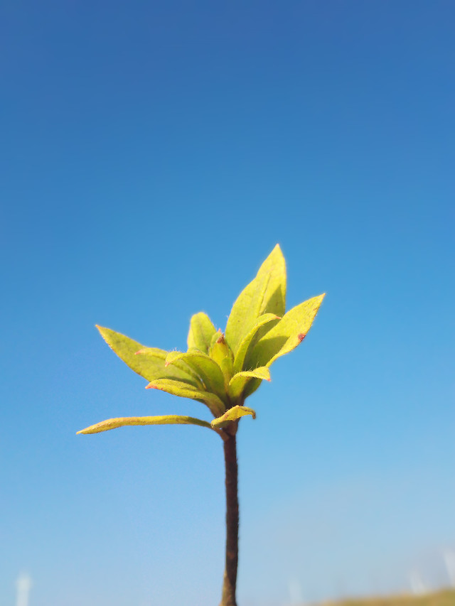 no-person-nature-leaf-growth-sky 图片素材
