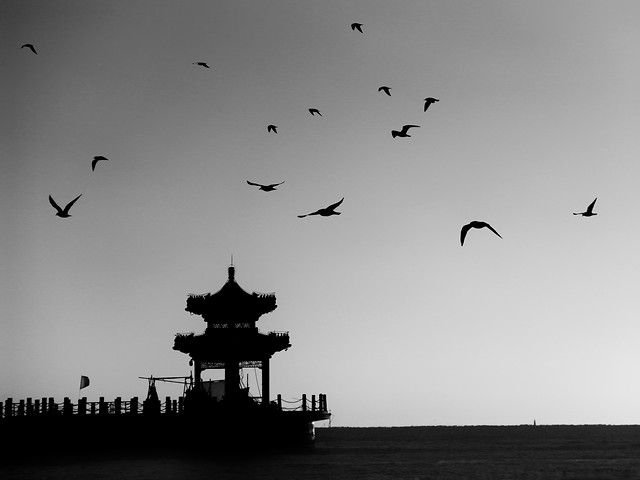 bird-sky-ocean-sea-black picture material