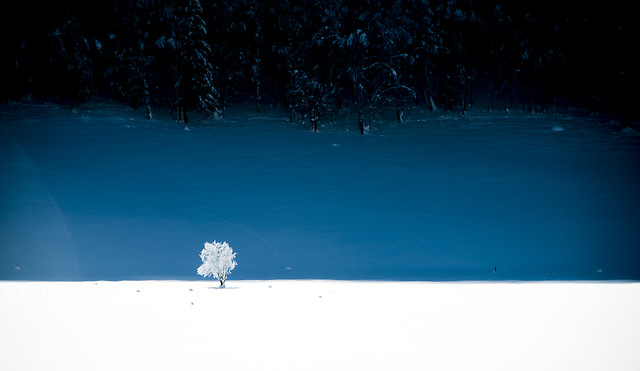 snow-winter-landscape-cold-tree 图片素材