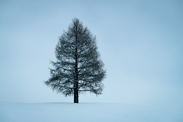 no-person-nature-winter-fog-tree 图片素材