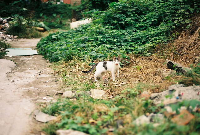 no-person-nature-outdoors-grass-mammal picture material