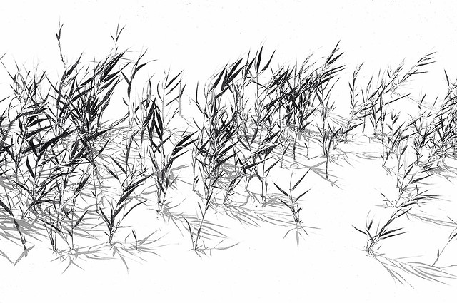 flora-grass-pattern-desktop-illustration 图片素材