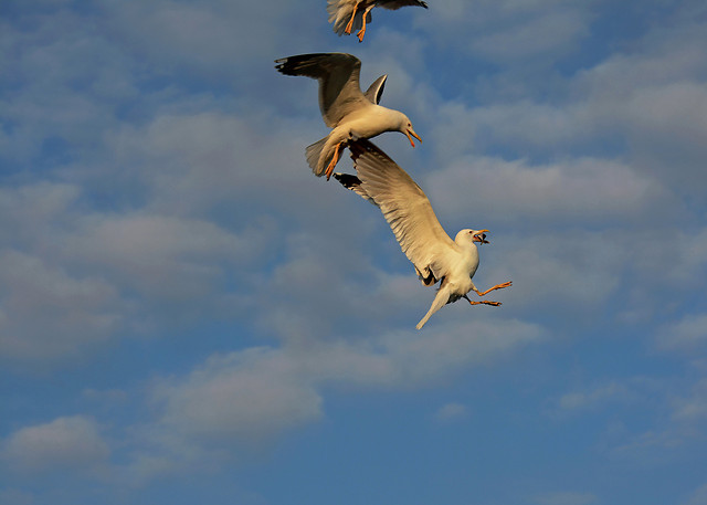 bird-no-person-seagulls-sky-outdoors picture material