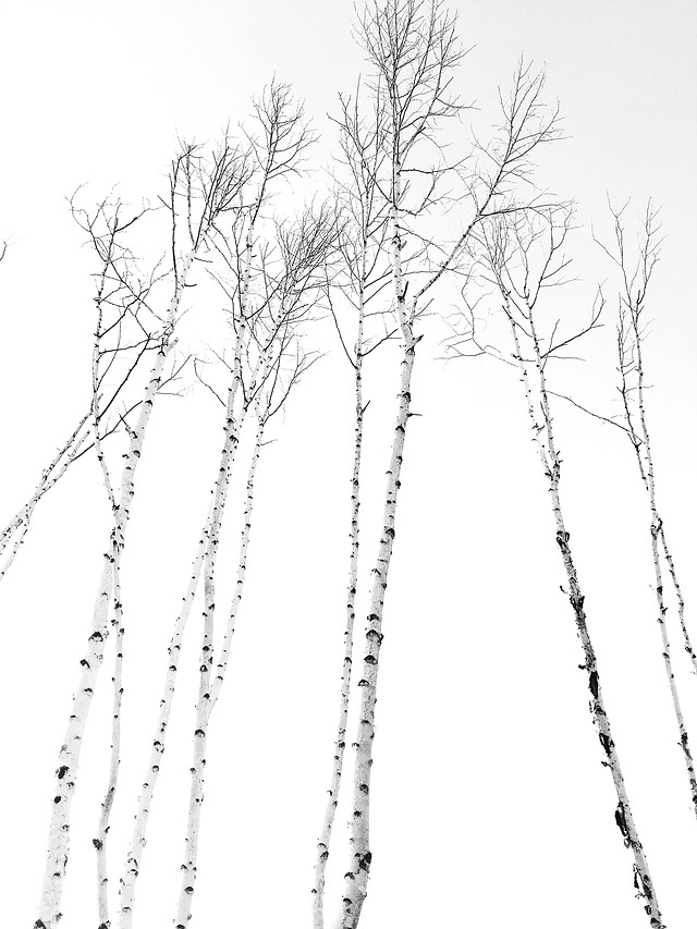 winter-no-person-branch-tree-desktop 图片素材