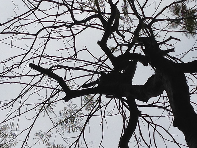 tree-branch-leaf-sky-winter 图片素材