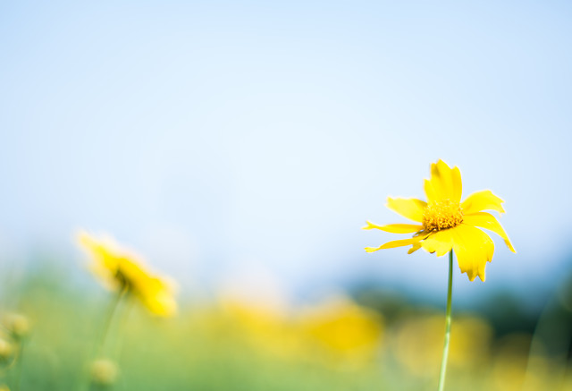 nature-summer-no-person-flower-fair-weather 图片素材