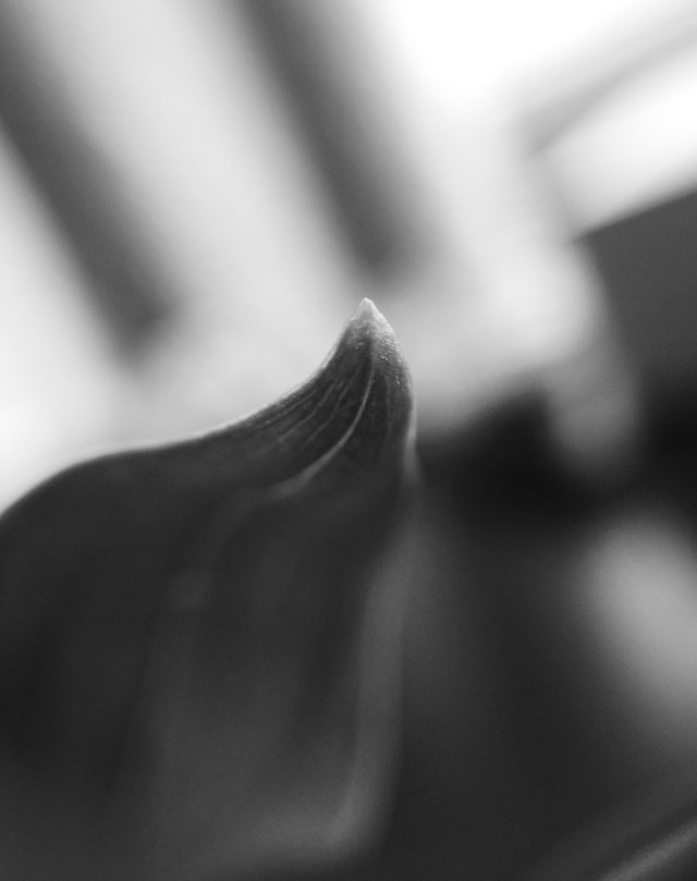 blur-monochrome-no-person-dof-still-life 图片素材