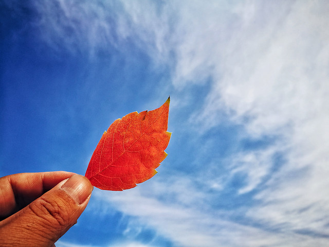 no-person-nature-leaf-sky-outdoors 图片素材