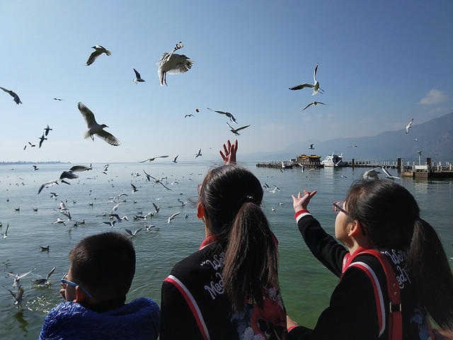 bird-water-people-lake-sea 图片素材