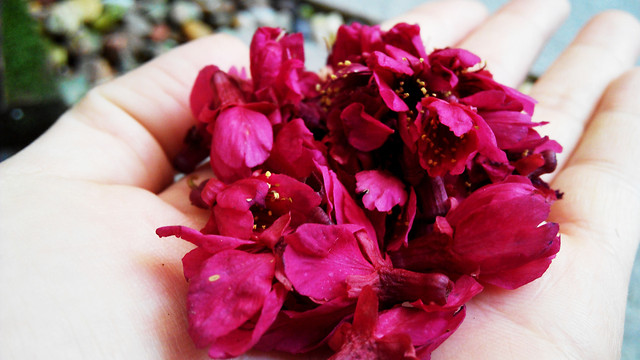 flower-nature-rose-flora-leaf picture material