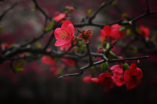 flower-no-person-branch-nature-blossom 图片素材